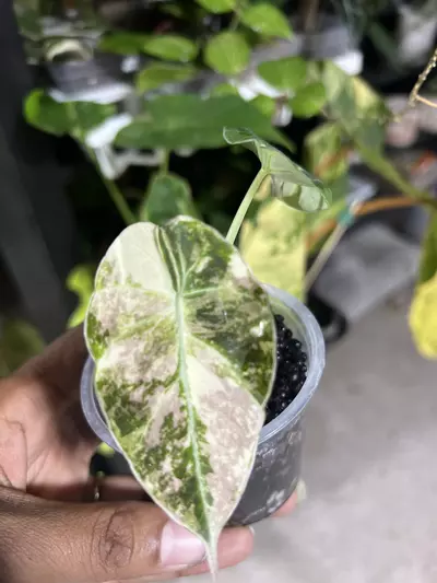 plant/Alocasia Pink Black Velvet-0-thumbnail