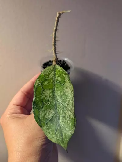 plant/Hoya Bahoi Splash-0-thumbnail