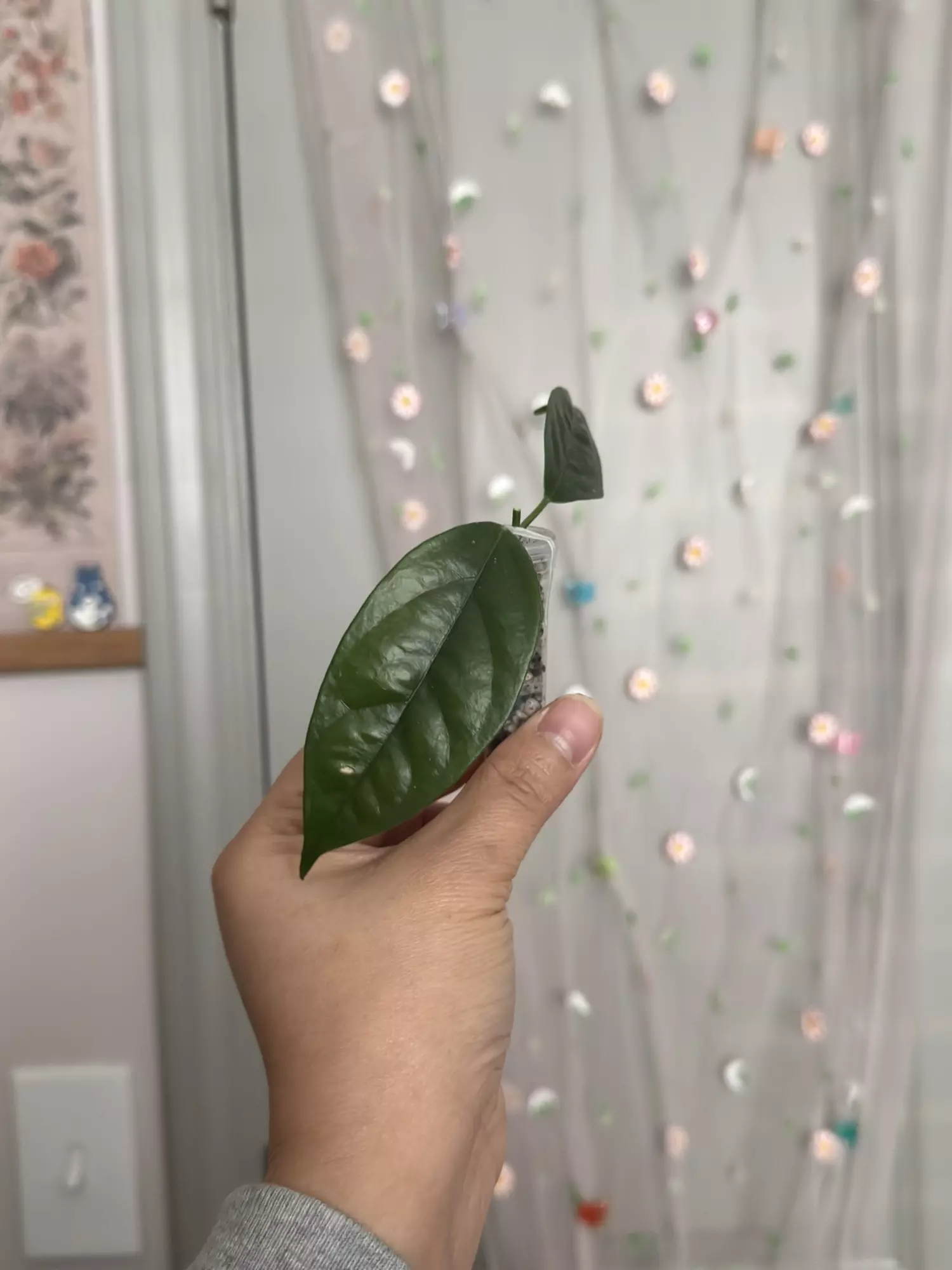 plant/Hoya Danumensis ssp Amarii (rooted)-0