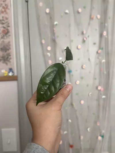 plant/Hoya Danumensis ssp Amarii (rooted)-0-thumbnail