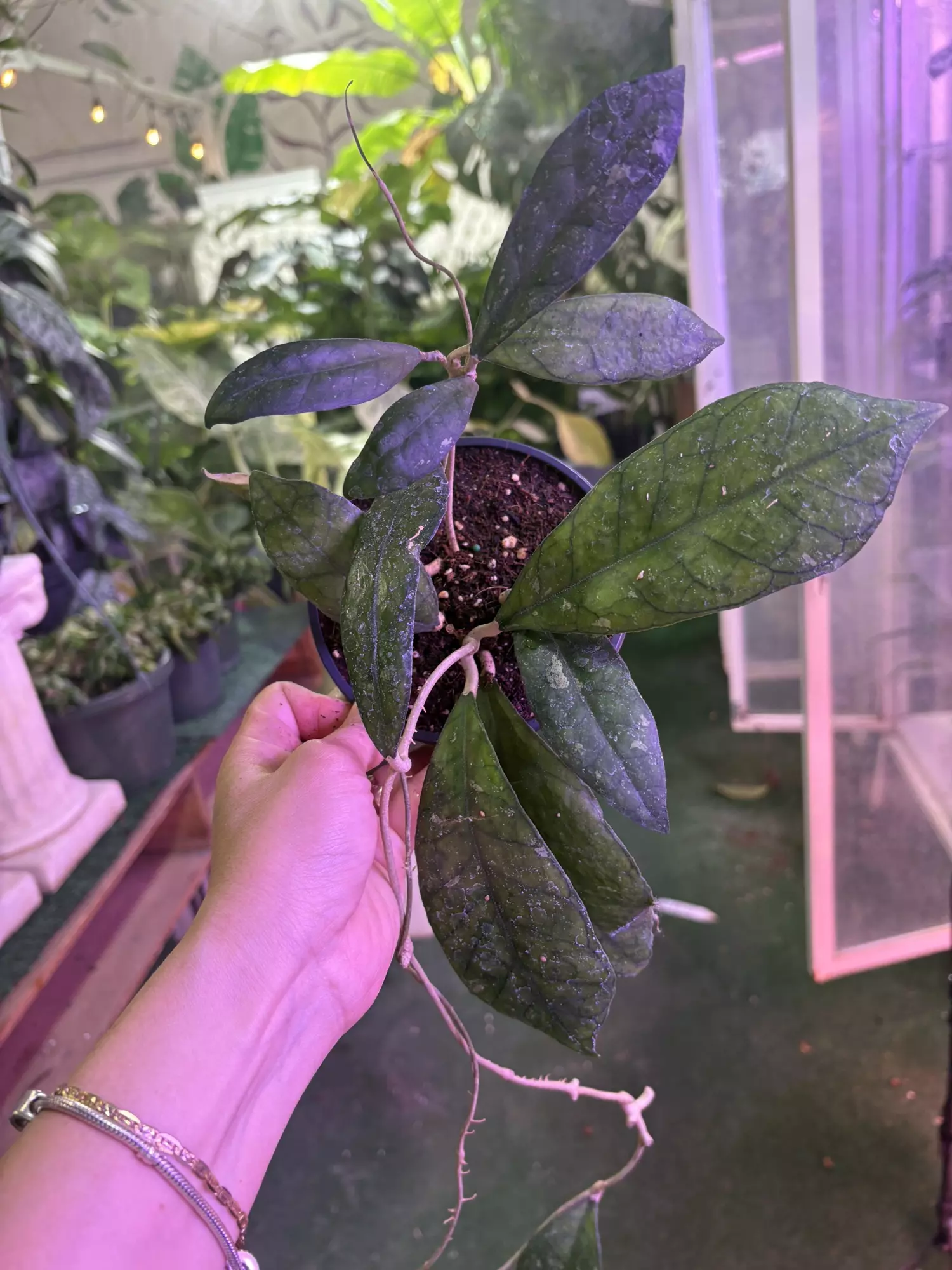 plant/Hoya larisa 4”-0