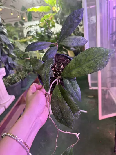 plant/Hoya larisa 4”-0-thumbnail