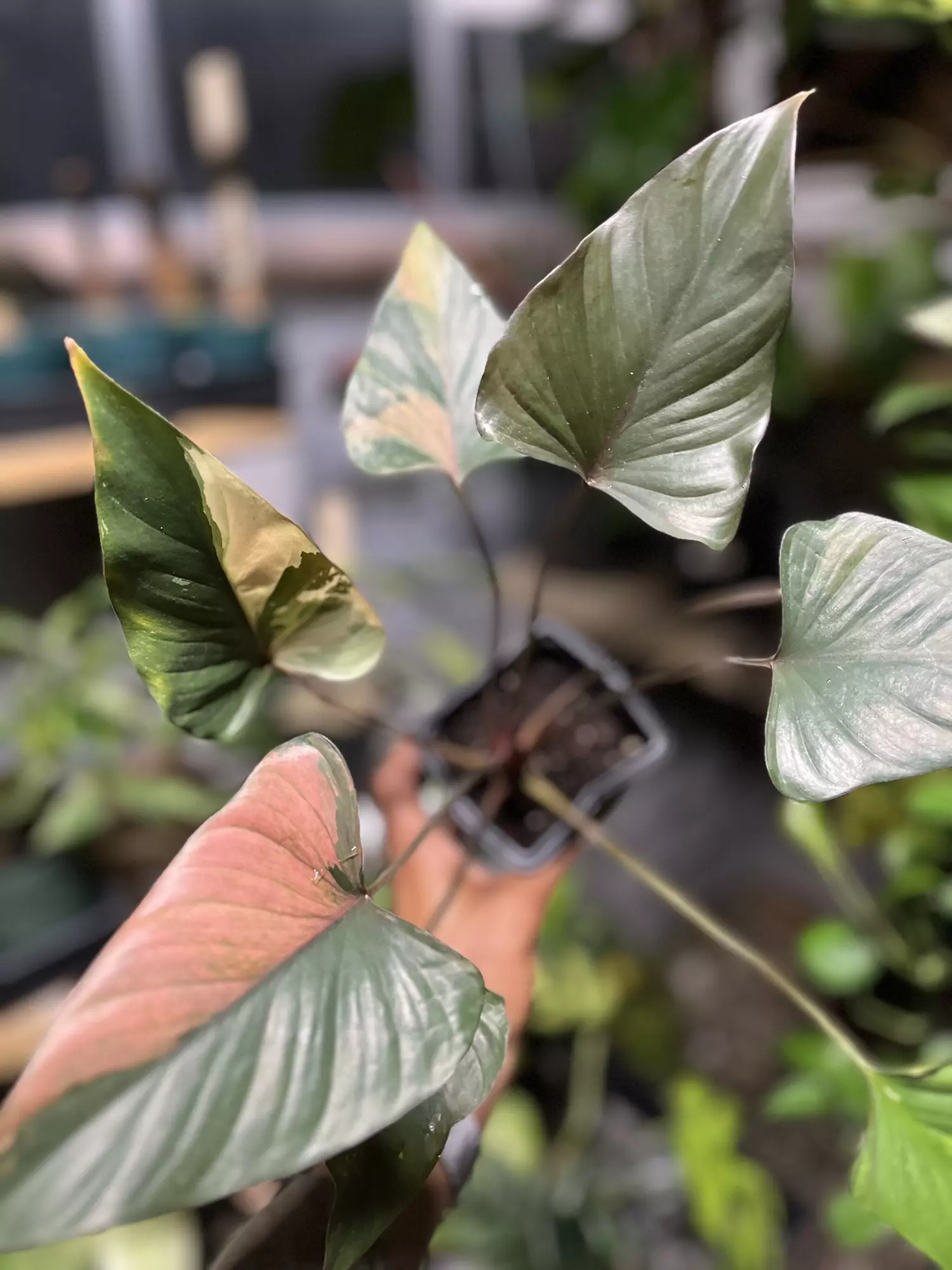 plant/Homalomena Pink Diamond-0