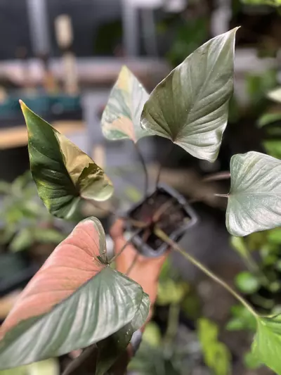 plant/Homalomena Pink Diamond-0-thumbnail