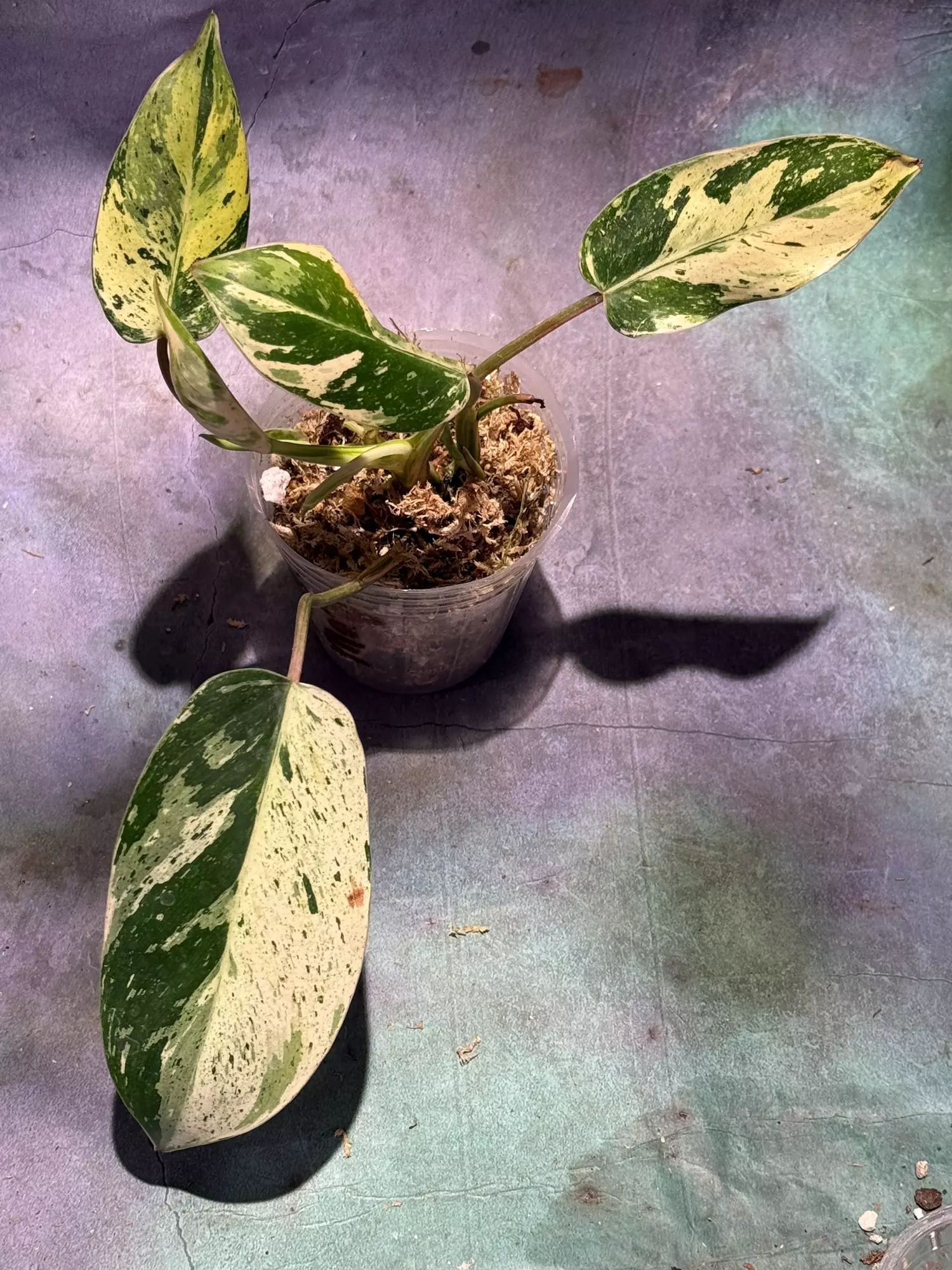 plant/Philodendron emerald King-0