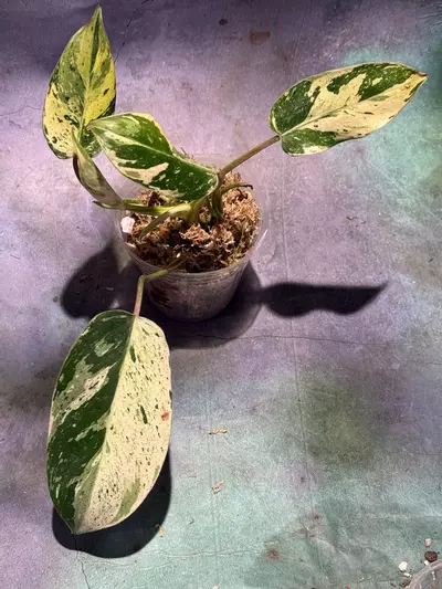 plant/Philodendron emerald King-0-thumbnail