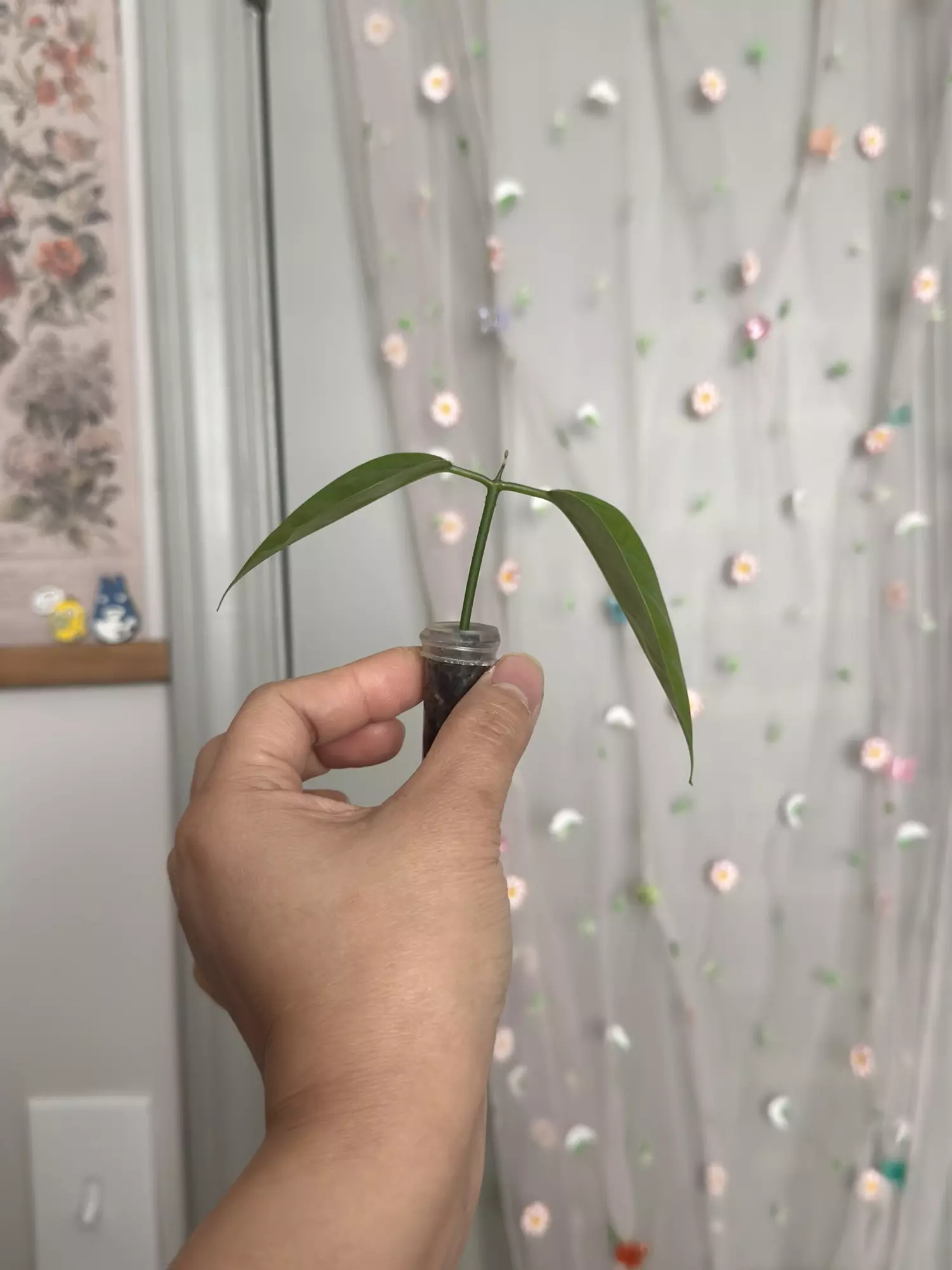 plant/Hoya Danumensis ssp Amarii (rooted)-1