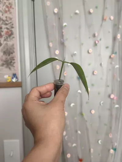 plant/Hoya Danumensis ssp Amarii (rooted)-1-thumbnail