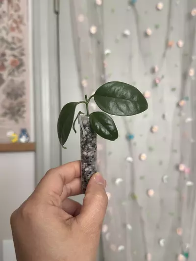 plant/Hoya Danumensis ssp Amarii (rooted)-0-thumbnail