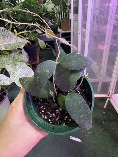 plant/Hoya Caudata 4”-0-thumbnail
