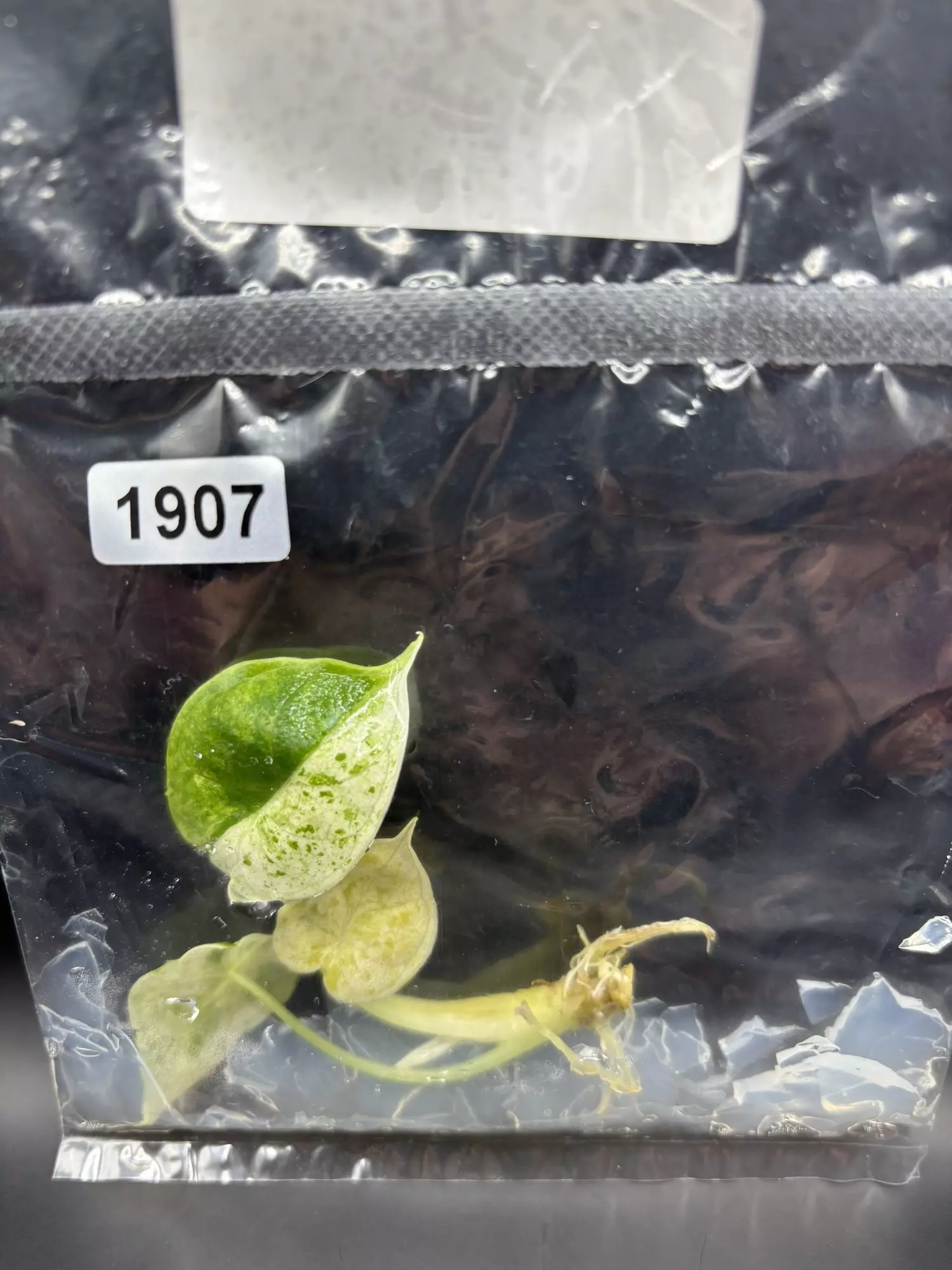 plant/1907 dragon scale mint -0