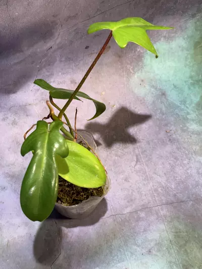plant/Philodendron Florida green-0-thumbnail