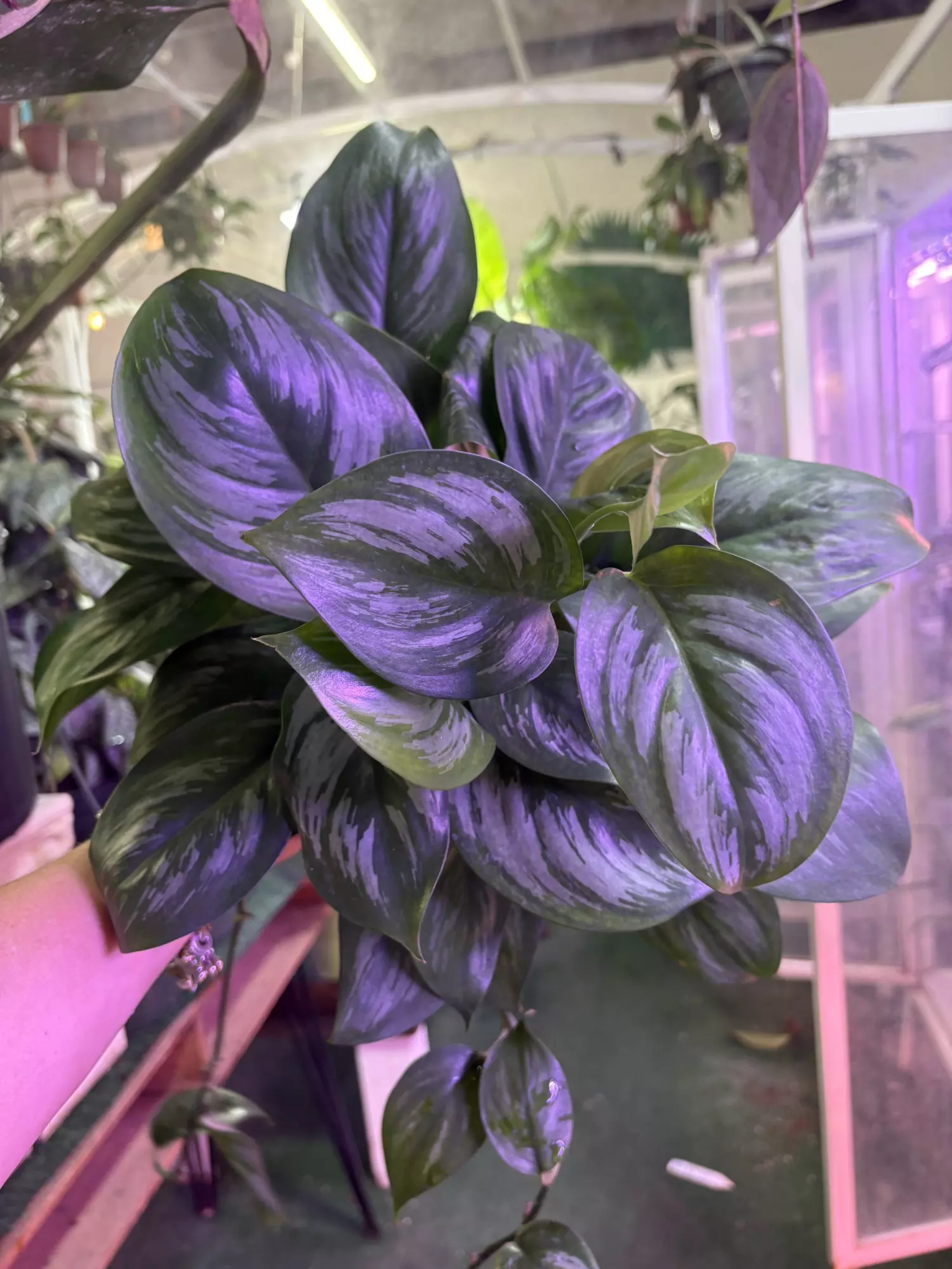 plant/Scindapsus infernalis 6”-0