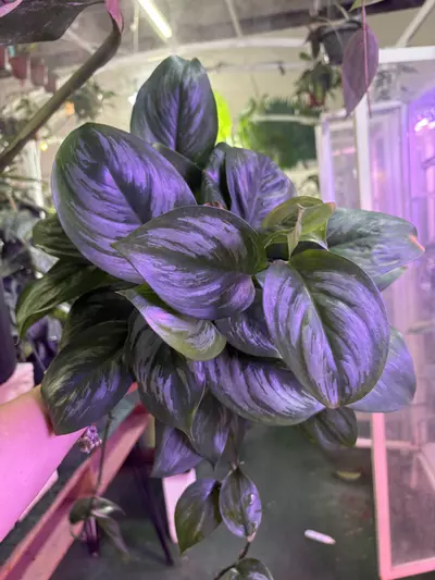 plant/Scindapsus infernalis 6”-0-thumbnail