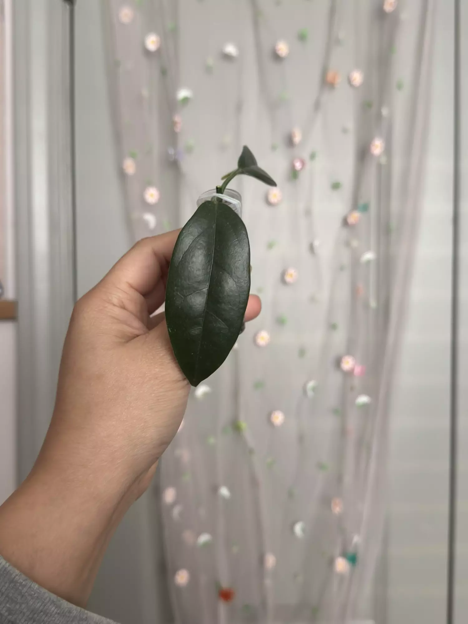 plant/Hoya Danumensis ssp Amarii (rooted)-0