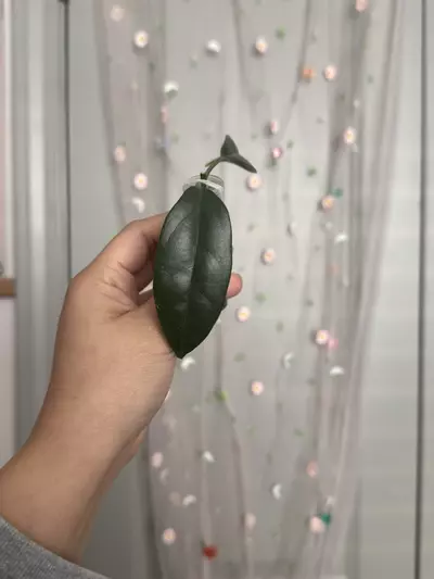 plant/Hoya Danumensis ssp Amarii (rooted)-0-thumbnail