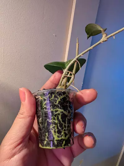 plant/Hoya Vitellina Splash-3-thumbnail