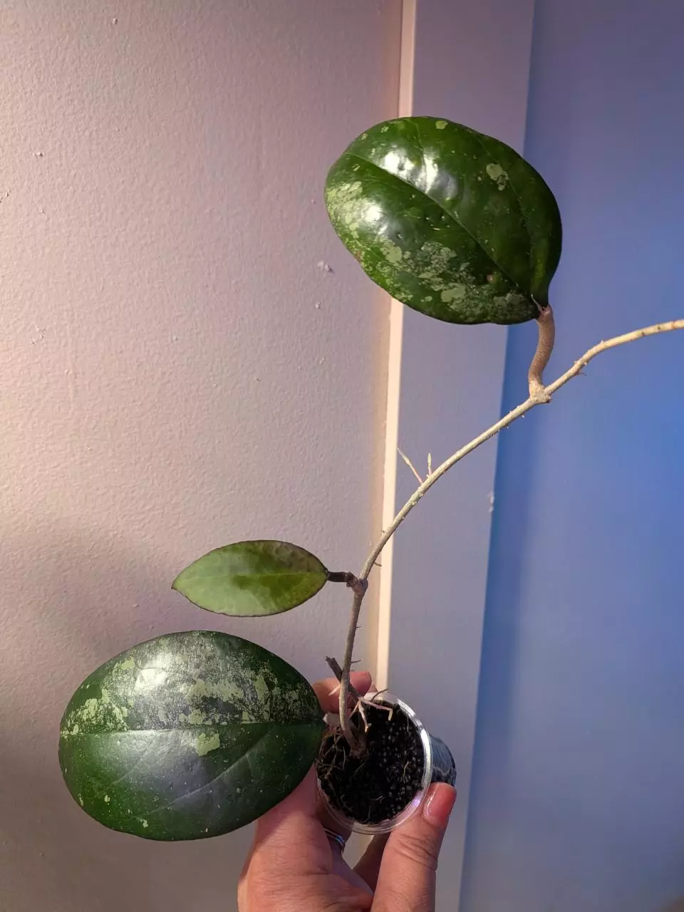 plant/Hoya Vitellina Splash-0