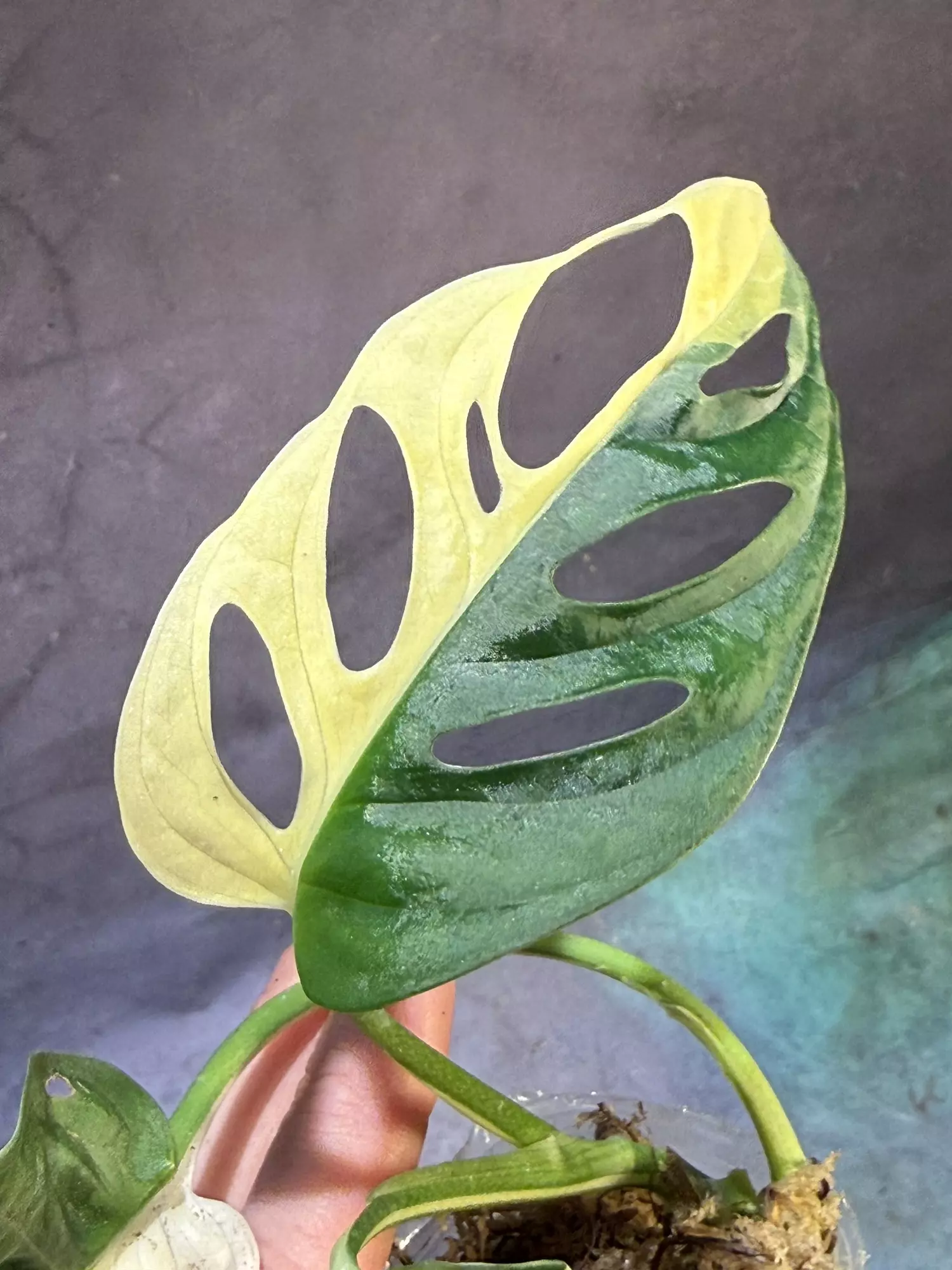 plant/Monstera Albo Adansonii-2