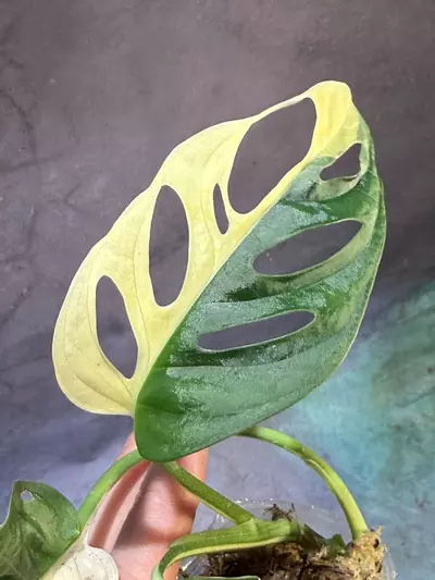 plant/Monstera Albo Adansonii-2-thumbnail