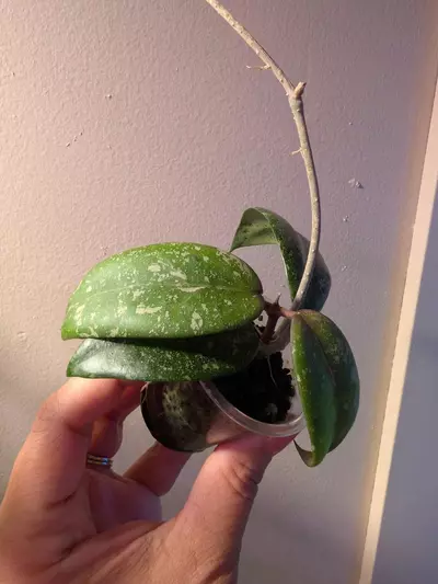 plant/Hoya Vietnam Ah001-2-thumbnail