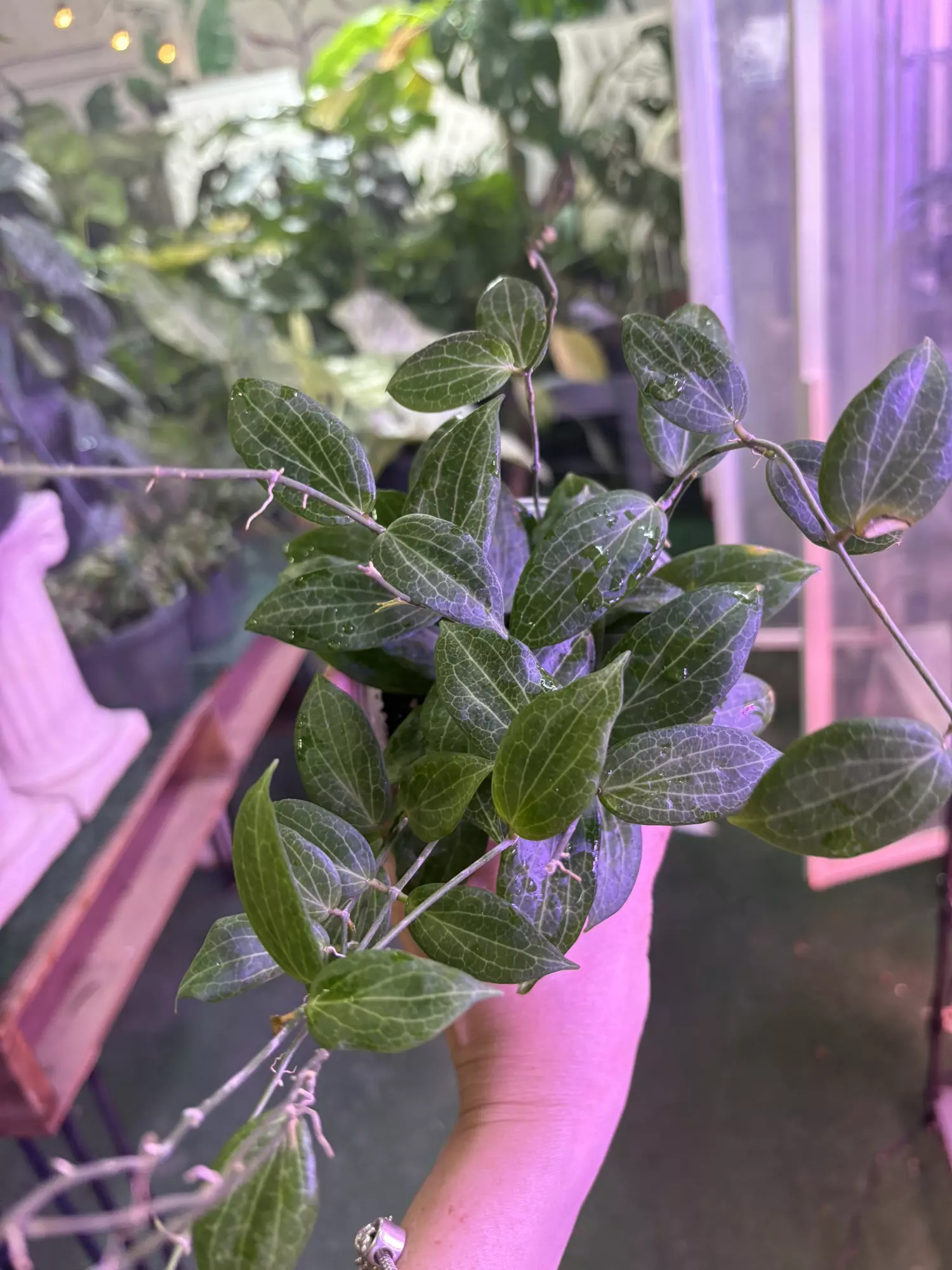 plant/Hoya fitchii 4”-0