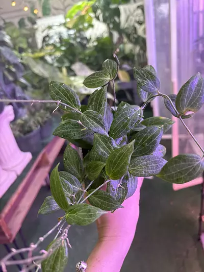 plant/Hoya fitchii 4”-0-thumbnail