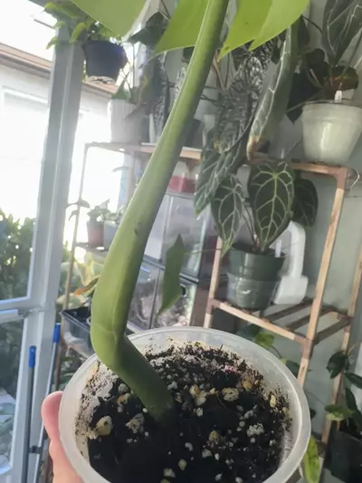 plant/Monstera Albo Single Leaf (low color)-2-thumbnail