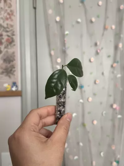 plant/Hoya Danumensis ssp Amarii (rooted)-1-thumbnail