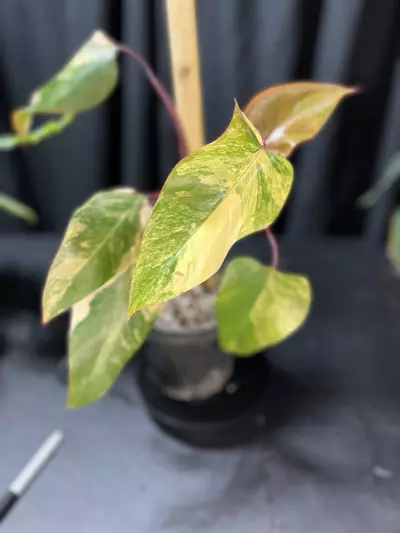 plant/Philodendron Strawberry Shake-1-thumbnail