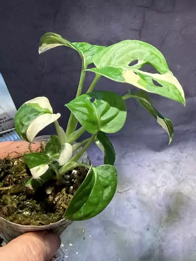 plant/Monstera Albo adansonii two growths-2-thumbnail