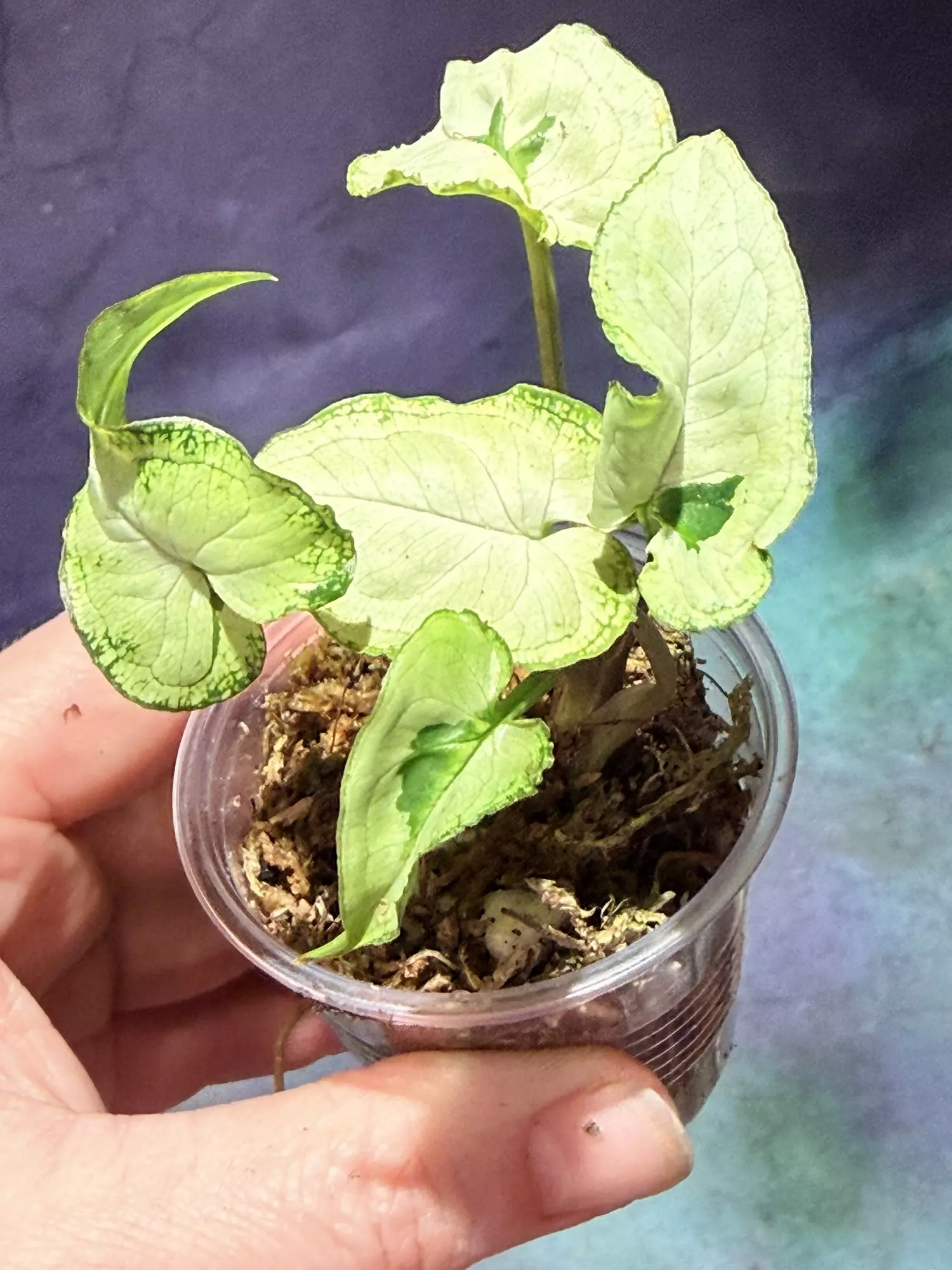 plant/Syngonium majesty-0