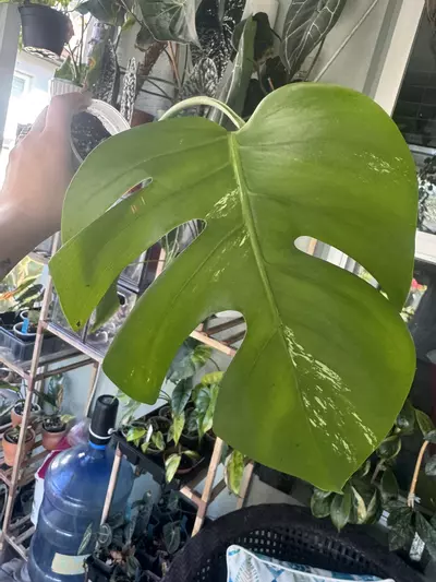 plant/Monstera Albo Single Leaf (low color)-0-thumbnail