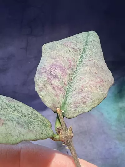 plant/Hoya mitrata silver top cut unrooted-1-thumbnail