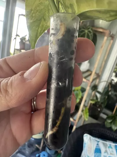 plant/monstera siltepecana variegated-3-thumbnail