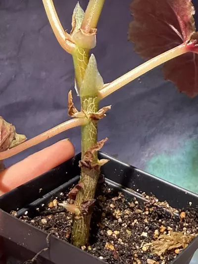 plant/Begonia looking glass-2-thumbnail