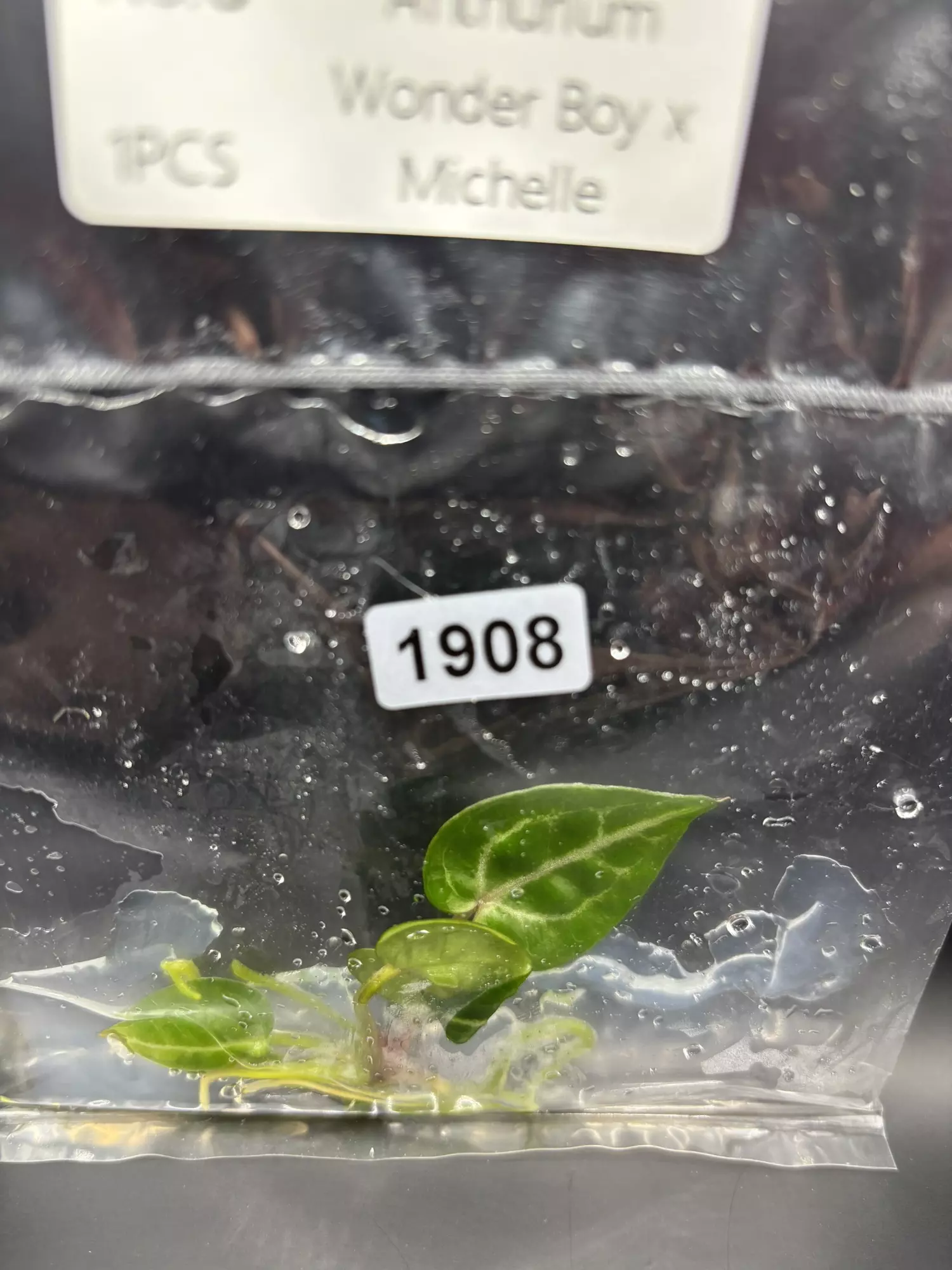 plant/1908 wonderboy x Michelle-0