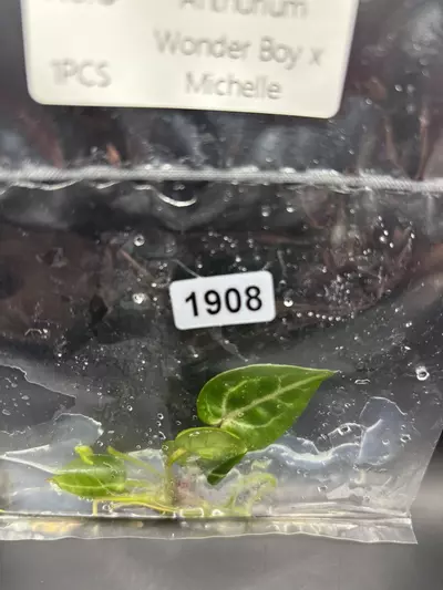 plant/1908 wonderboy x Michelle-0-thumbnail