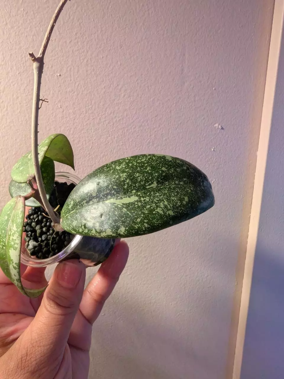 plant/Hoya Vietnam Ah001-1