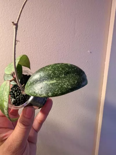 plant/Hoya Vietnam Ah001-1-thumbnail