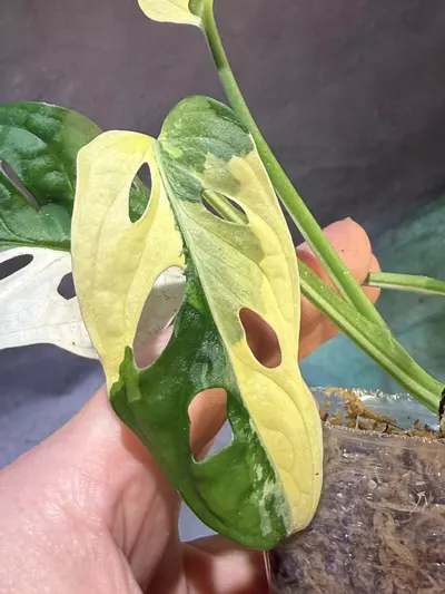 plant/Monstera Albo Adansonii-1-thumbnail