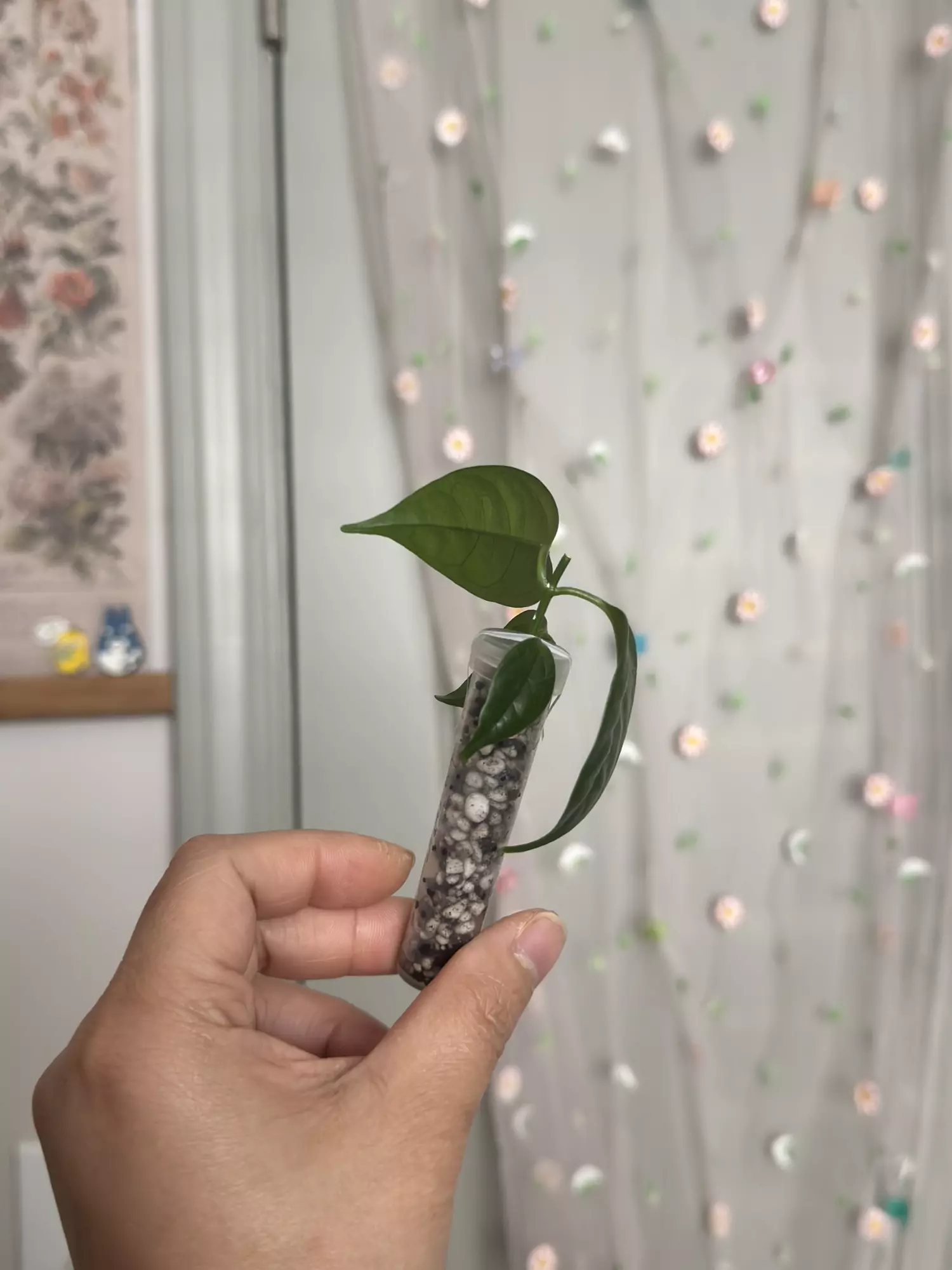 plant/Hoya Danumensis ssp Amarii (rooted)-2