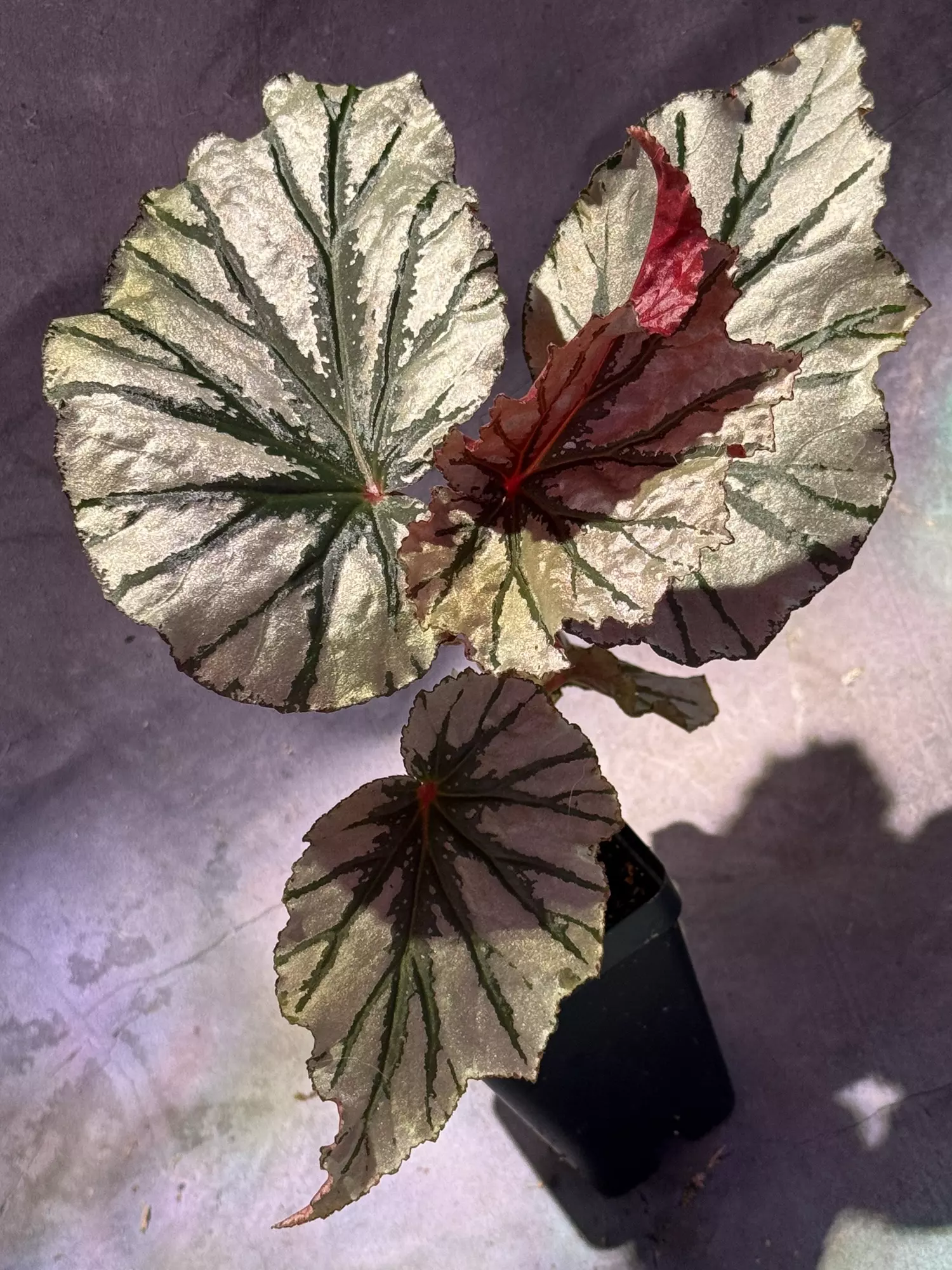 plant/Begonia looking glass-0