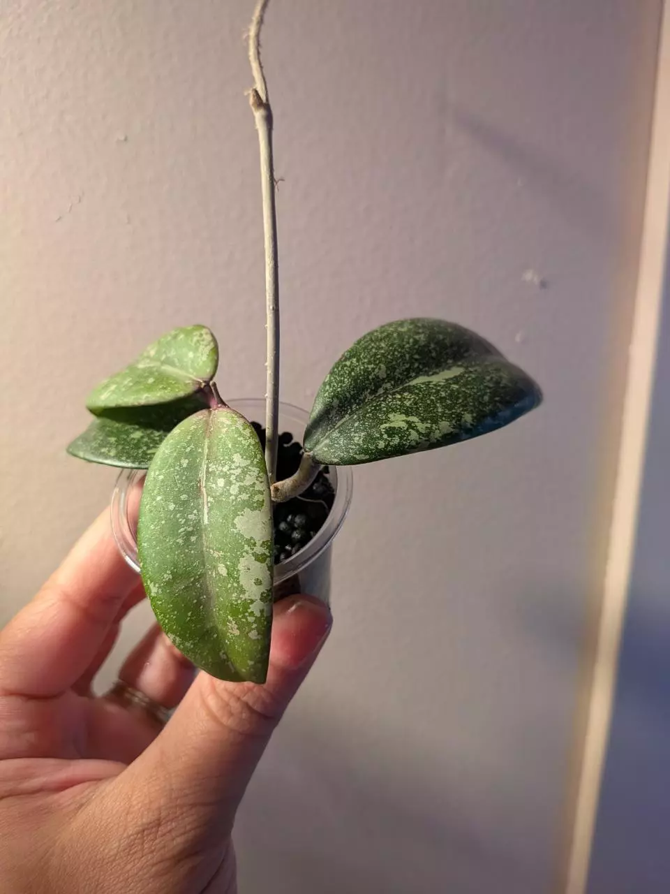 plant/Hoya Vietnam Ah001-0