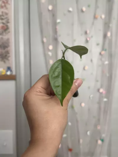 plant/Hoya Danumensis ssp Amarii (rooted)-0-thumbnail
