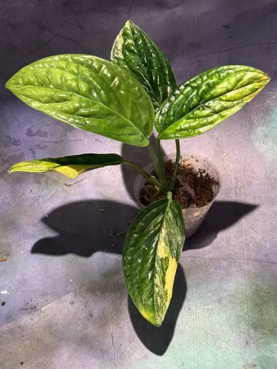 plant/Monstera variegated Peru-0-thumbnail