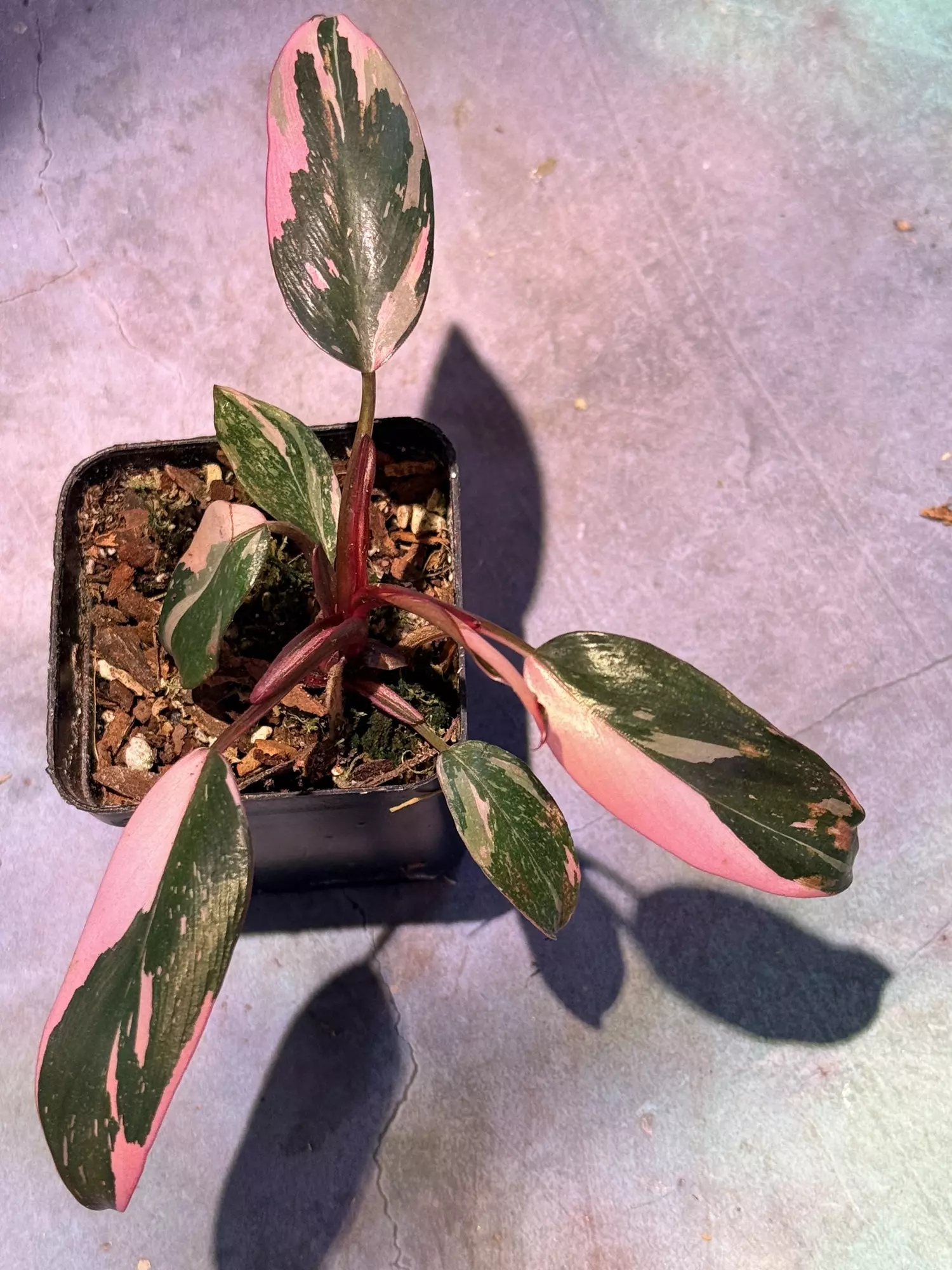 plant/Philodendron pink princess-0