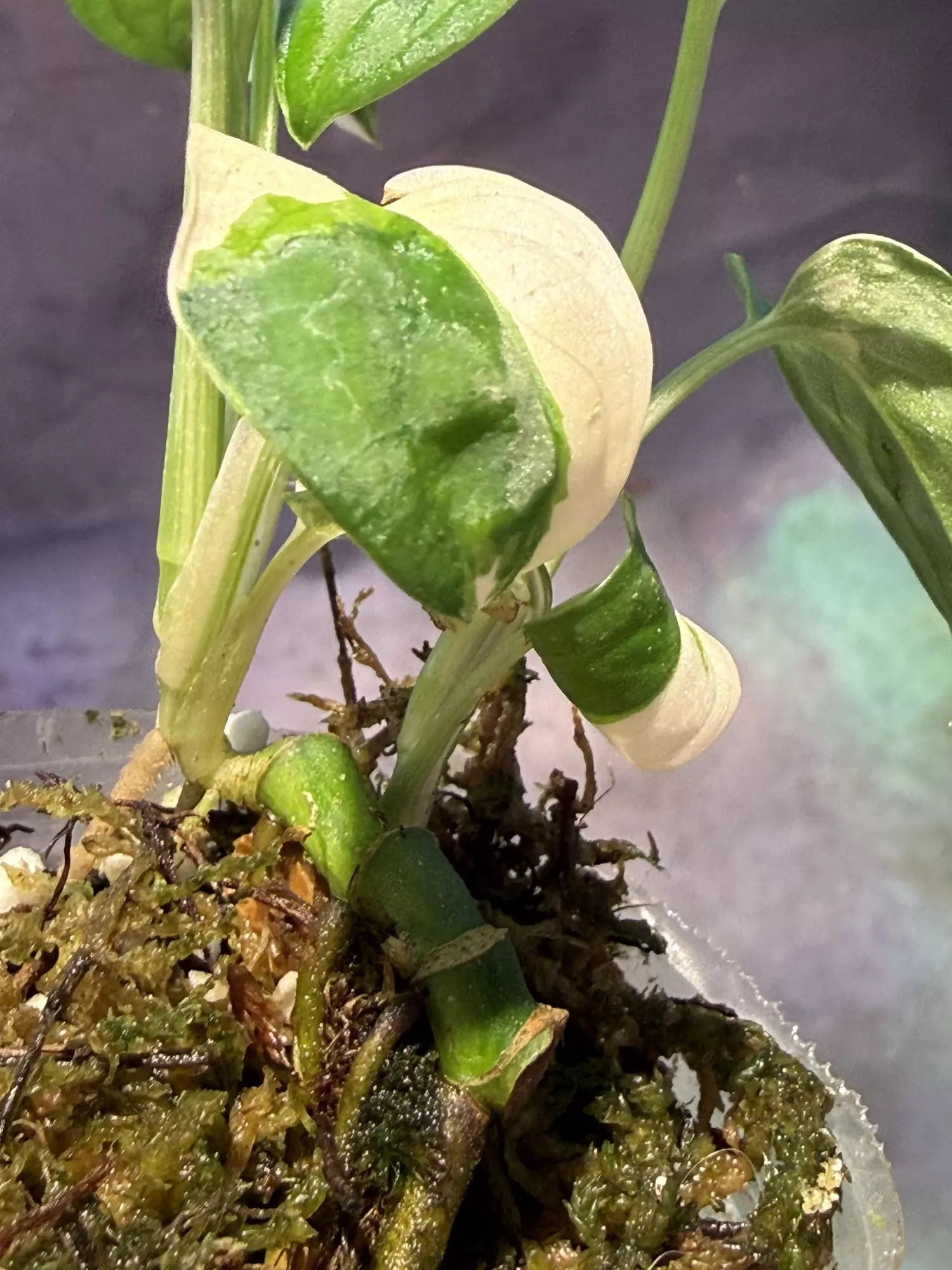 plant/Monstera Albo adansonii two growths-1