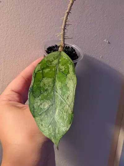 plant/Hoya Bahoi Splash-2-thumbnail