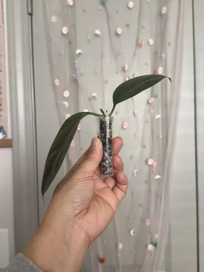 plant/Hoya Danumensis ssp Amarii (rooted)-1-thumbnail